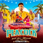 Peacock - Avvy Sra